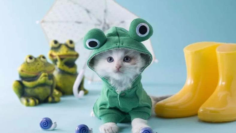 还在撸猫?区块链都能撸出个动物园了